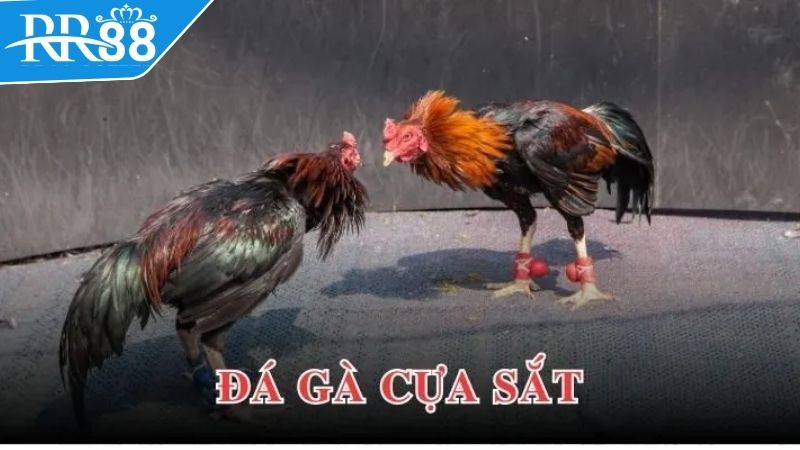 da-ga-cua-sat,-bo-mon-giai-tri-dinh-cao-trong-ca-cuoc